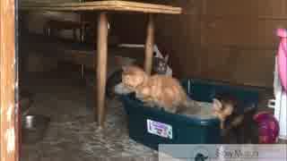 人気の すってんころりん 動画 10本 ニコニコ動画