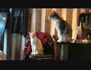 ようやく打ち解けてきた(？)捨て猫３兄弟！そして暴君独裁スカー