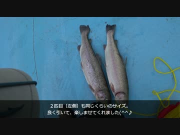 釣りどれんの電車釣行記　８　～練馬サーモンを求めて～