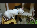 こすりつける喜びを知ってしまった猫