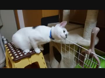こすりつける喜びを知ってしまった猫