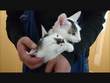 カンガルー化したおっさんの袋の中でまったりする猫姉妹