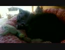 【232】ジャン❤︎ポン　スマホで猫動画　LEDライトの止め方発見