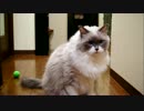 ぼーるはこうふんするのにゃー