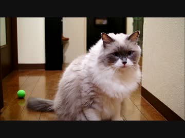 ぼーるはこうふんするのにゃー