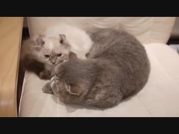 【SAO】オンニャイン（公式迷子CM）【- ホロウ・リアリゼーション -】