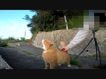 腰トントンが気持ち良すぎる猫