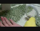 【インコ動画】あるとん家のるーちゃんpart6