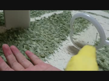 【インコ動画】あるとん家のるーちゃんpart6