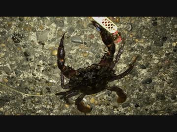 釣り動画ロマンを求めて　8釣目（猿島）