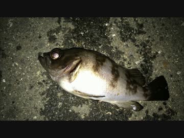 釣り動画ロマンを求めて　9釣目（ふれーゆ裏：夜釣り）