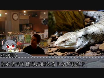 ハチュカス☆