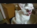 寝起きかーらーのニャンエンジン始動