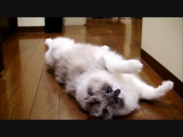 じゃらしでハッスルにゃ