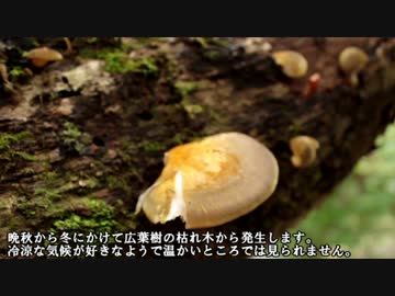 キノコを探す～秋の食菌　前編～