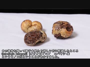 キノコを探す～秋の食菌　後編～