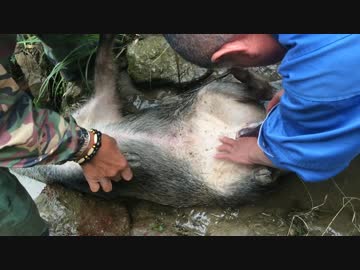 【閲覧注意】猪のワタ抜き【有害鳥獣駆除】