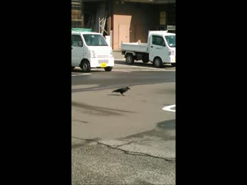 カラス
