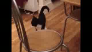 「一体、どうした！？」 急におかしなジャンプを披露する猫！w