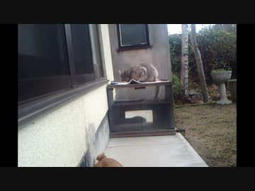 意味もなく野良猫を観察する動画その２