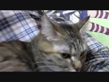 拾いねこ＠生後1598/1565日目　ふみふみつきさん