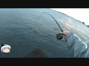 三浦半島でメジナ釣り！