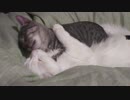 【小雪と】２匹でイチャイチャ【小梅】