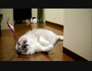 ねこは海のせいぶつではない