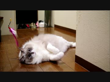 ねこは海のせいぶつではない