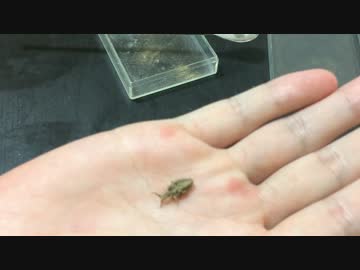 蟻戦争＃81 アリジゴクの毒編