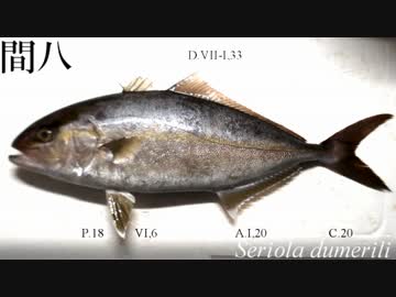 【極貧レシピNo133】天然かんぱちの握り寿司など、カンパチ尽くし