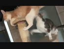 【色違い対決？】ニャースVSニャース(アローラの姿！)