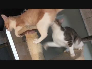 【色違い対決？】ニャースVSニャース(アローラの姿！)