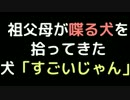 祖父母が喋る犬を拾ってきた  犬「すごいじゃん」