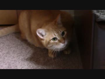 拾いねこ＠生後1600/1567日目　アコさん生誕1600日～。