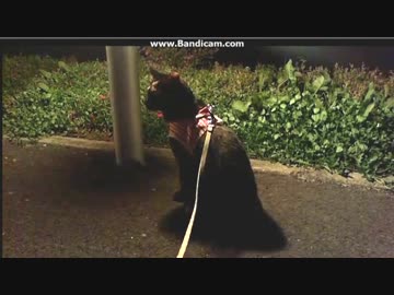 ~(=^･ω･^)ﾉ  恋人たちの聖地で夜の散歩①