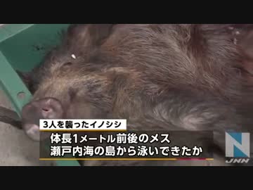 イノシシは電車に撥ねられ死にました。
