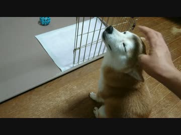 シバイヌのお出迎え(深夜4:00)