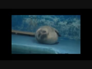 アザラシの笑い袋　幕末志士【アテレコ】