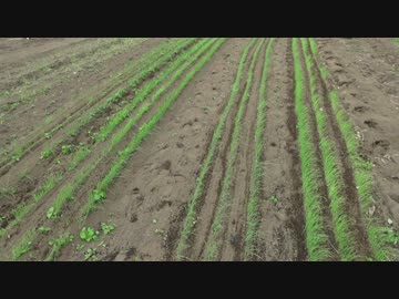 儲かる？タマネギ苗。トウ立ちさせない為に