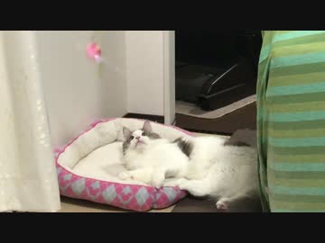 打つべし！打つべし！