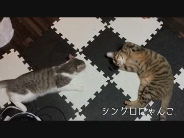 またたび狂の共演！酔っ払った猫たち！