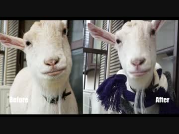 温度で顔が変わるヤギ