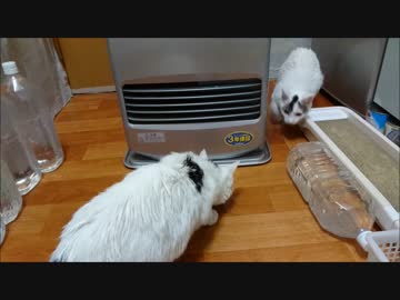 初めてのストーブにビビりながらもすぐにエ○イ物だと理解する猫