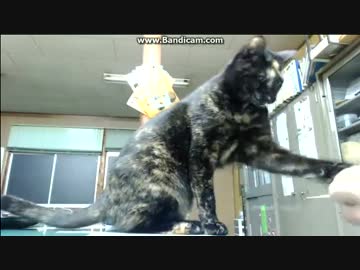 (=^･ω･^)  輪ゴムにネコパンチ炸裂ｗ