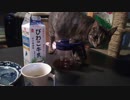 【小雪と】一生懸命コーヒーを埋めようとする猫【小梅】