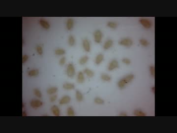 【震えて眠れ】君たちの布団に居る奴撮影したよー！