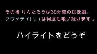 ［短編］ 大量発生したはんぺんを探しに.後篇 ［フワッフワの草原］