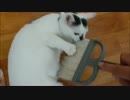 掃除を邪魔しにくる猫にムカついたので逆に掃除してやったよwww