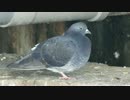 橋の下で1本足で和む鳩が飛ぶ瞬間を待ってみた
